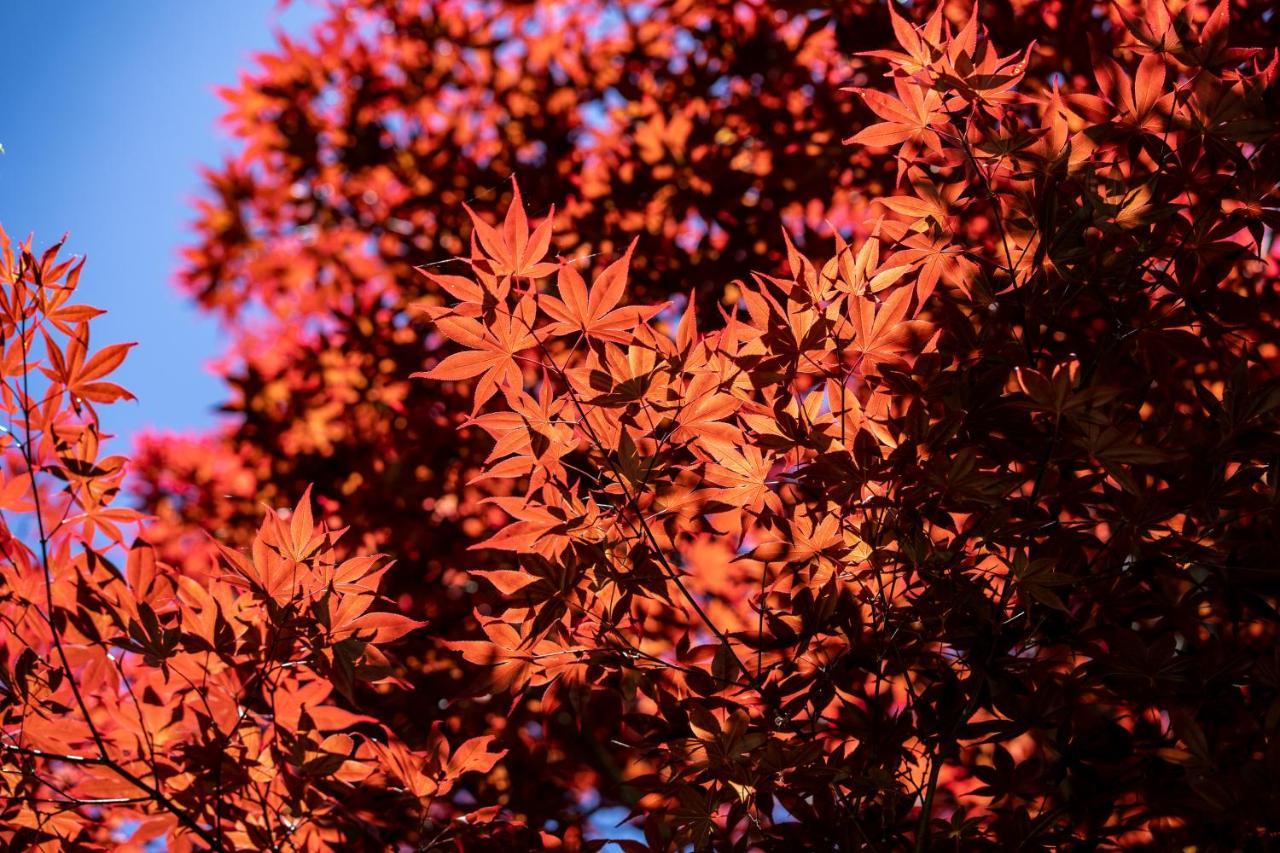 清境英格曼花園民宿 仁愛郷 エクステリア 写真